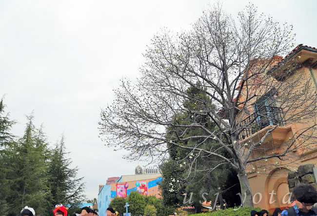 アミティビレッジのコブシの花