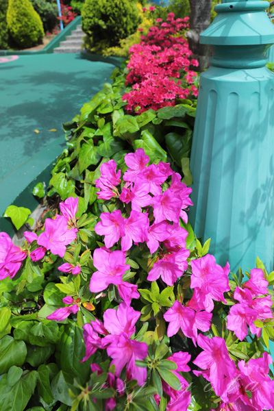 クッキーモンスタースライドという滑り台横のツツジ