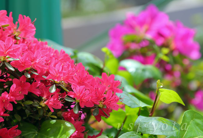 クッキーモンスタースライドという滑り台横のサツキ