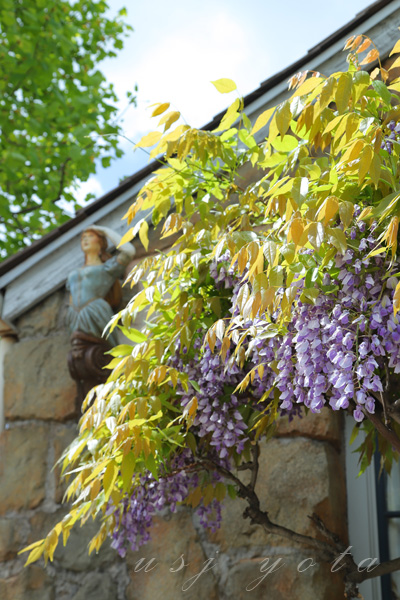 アミティランディングレストランの藤