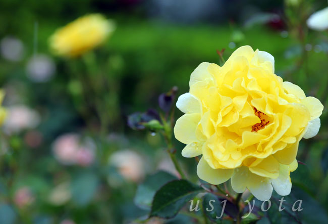 USJのバラ園 ローズオブフェイム