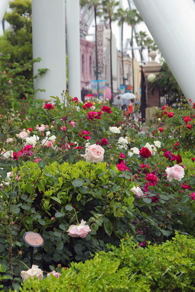 USJのバラ園 ローズオブフェイム