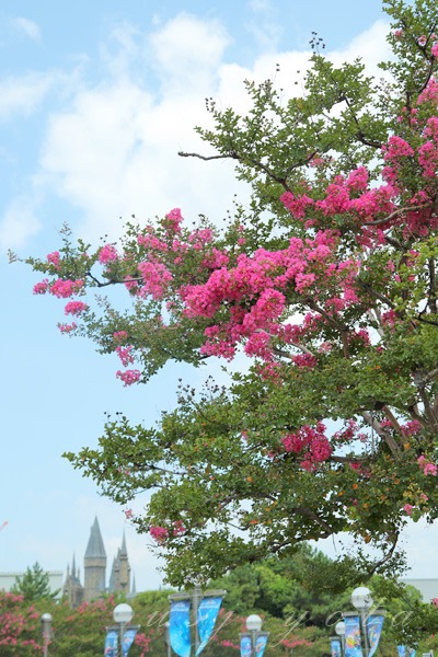 青空に映えるサルスベリ