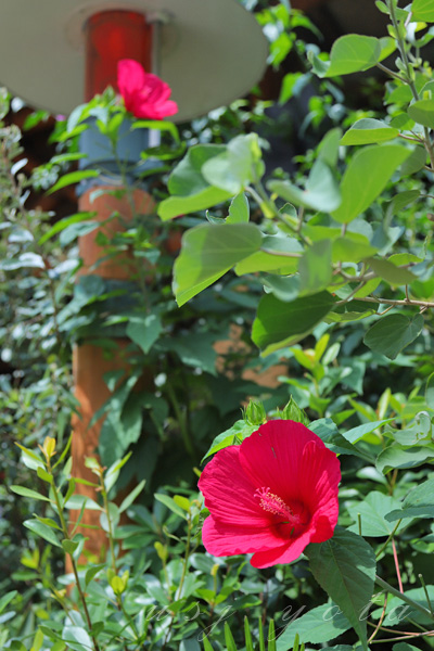 ジュラシックパークの赤い花