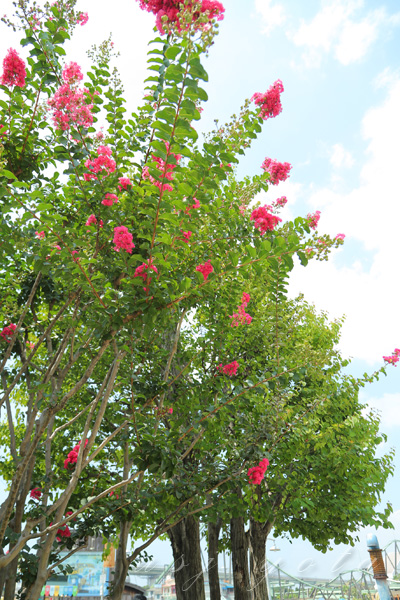 USJ内のサルスベリ