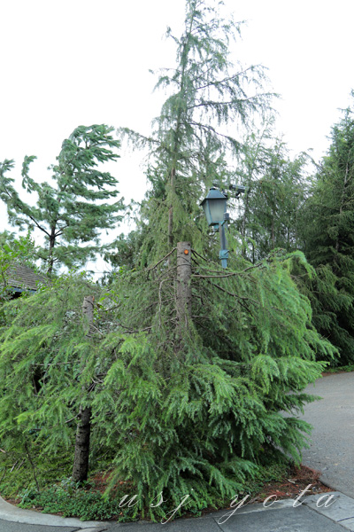 ハリーポッターエリア入り口の木