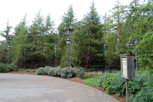 ハリーポッターエリア入り口の木