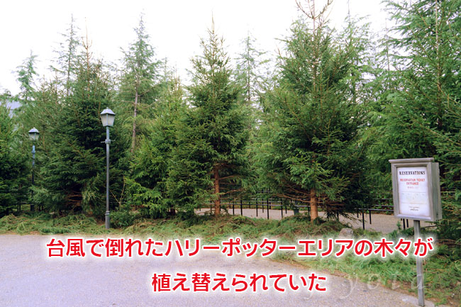 ハリーポッターエリアに植えられた木