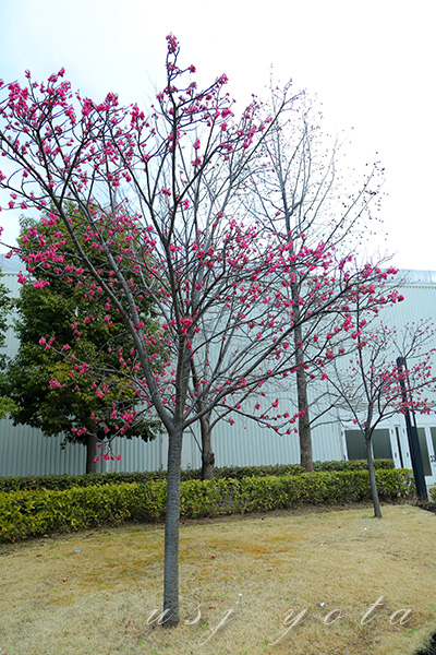 ニューヨーク図書館セット前の桜
