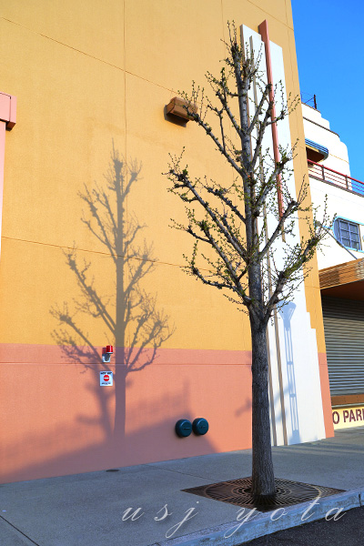 ステージ14横のイチョウ