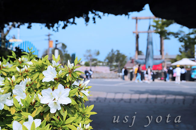 USJのツツジ