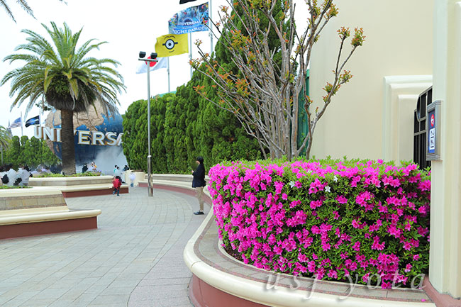 USJ大門前のツツジ