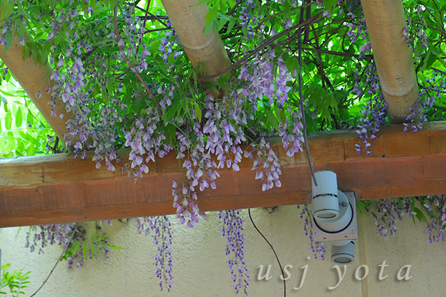 フォッシルフュエルズの藤