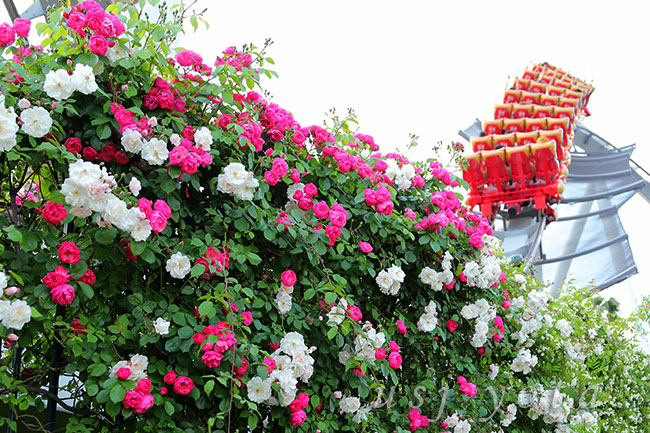 USJのバラ園