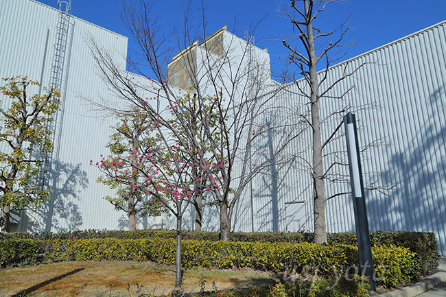 カンヒザクラの木