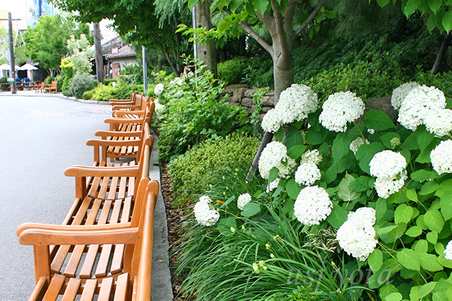 アミティビレッジのアジサイ