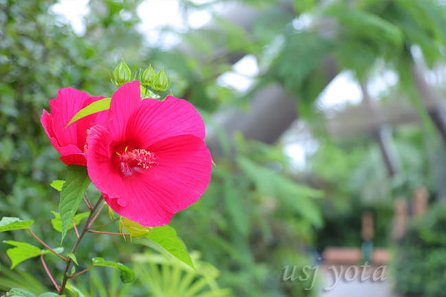 タインンビカス