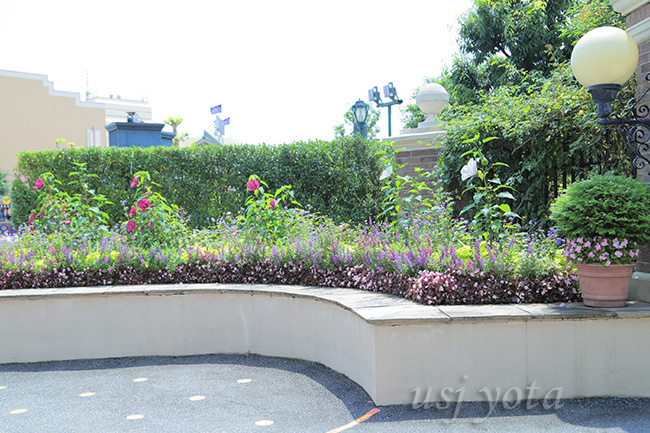 白のタイタンビカス