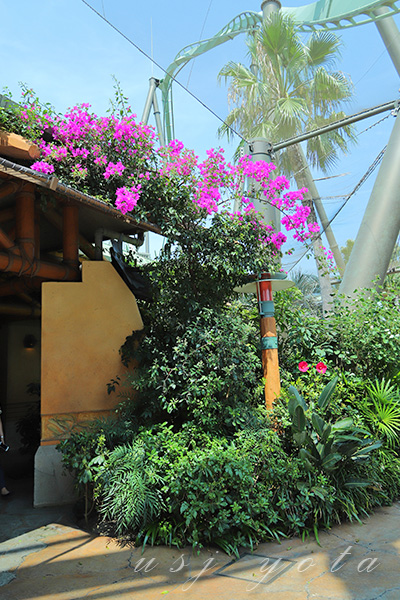 ブーゲンビリア