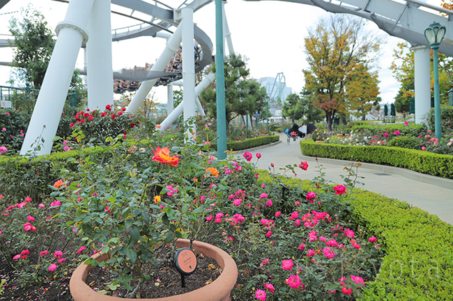 USJのバラ園【Rose Of Fame】
