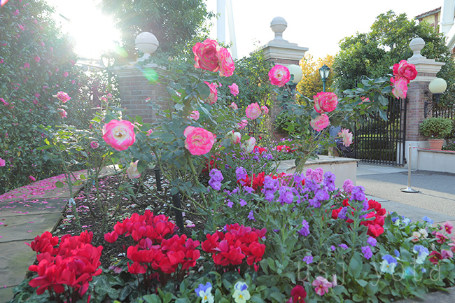 USJのバラ園【Rose Of Fame】