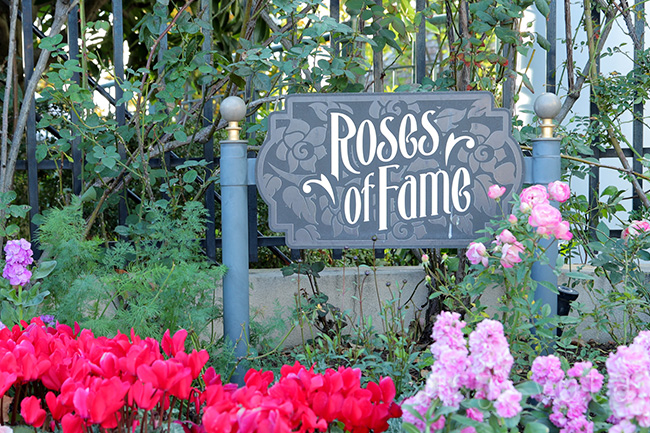 USJのバラ園【Rose Of Fame】