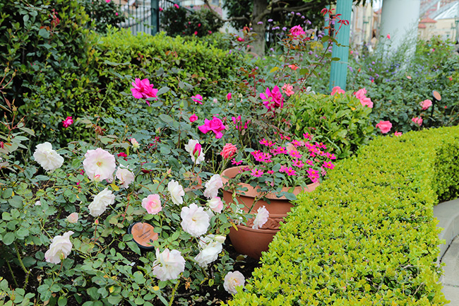 USJのバラ園【Rose Of Fame】
