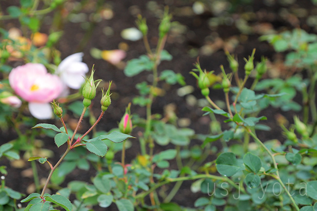 USJのバラ園【Rose Of Fame】