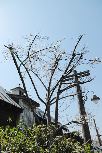 2021年のハナミズキ