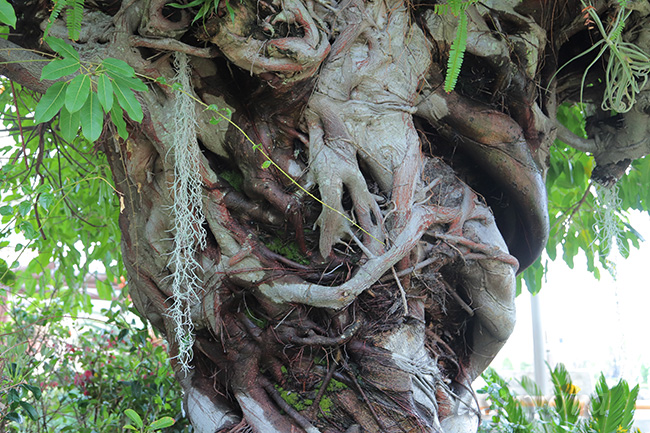 エアープランツ