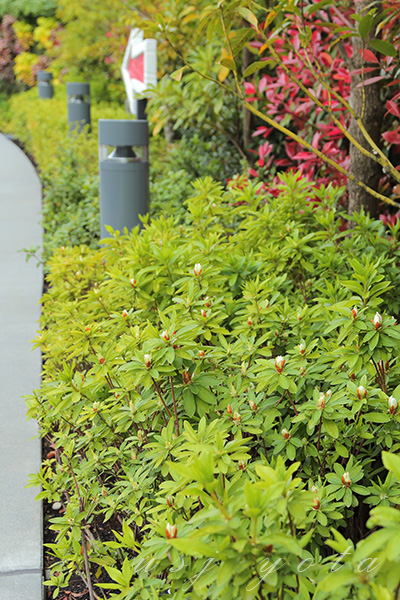 ニンテンドーワールドのツツジ