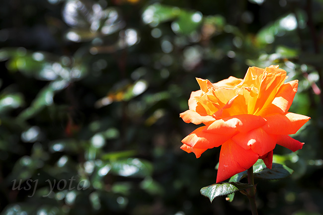 ローズオブフェイムのバラ