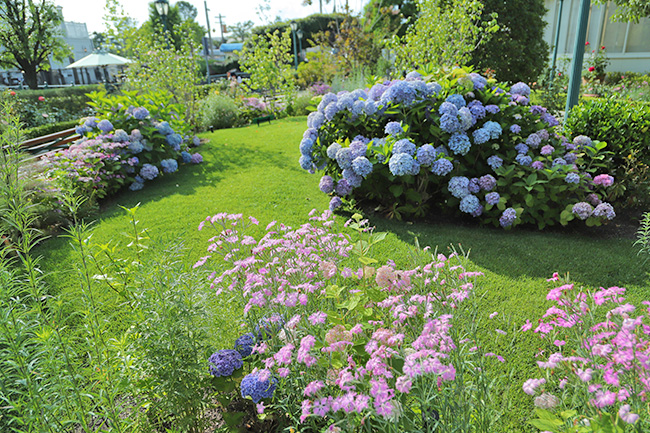 USJのアジサイ