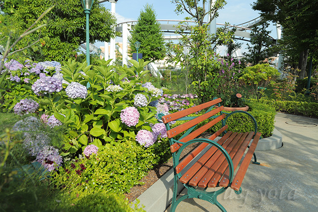 USJのアジサイ