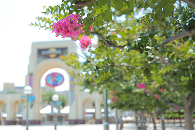 大門オフィシャル駐車場サイド前のサルスベリ