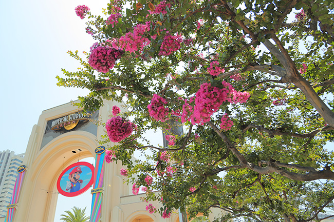 大門オフィシャル駐車場サイド前のサルスベリ