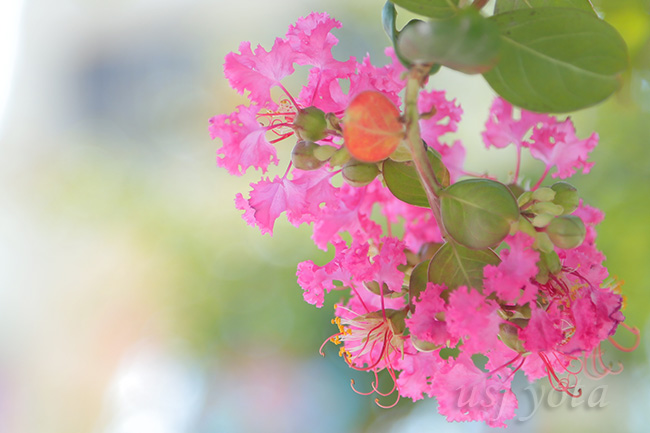 大門オフィシャル駐車場サイド前のサルスベリ