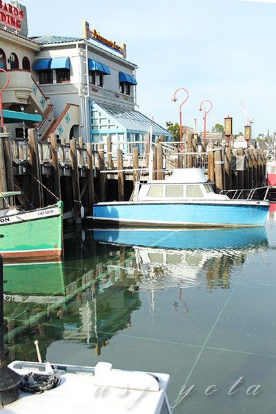 ラグーンの気になる鴨