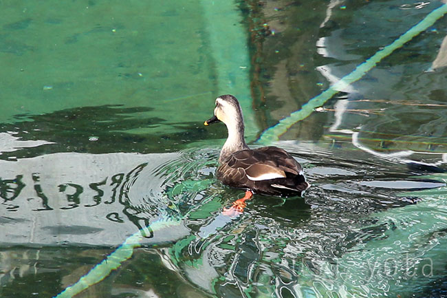 ラグーンの気になる鴨