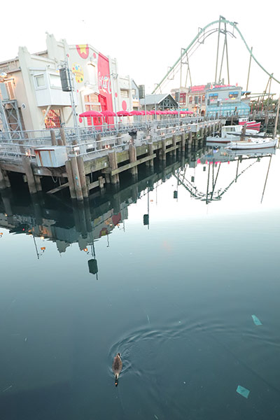 ラグーンの気になる鴨