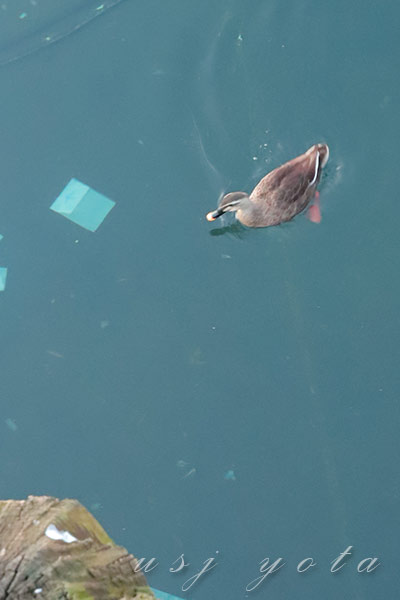 ラグーンの気になる鴨