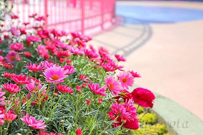 ワンダーランドの花