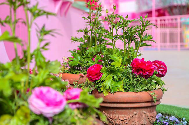 ワンダーランドの花