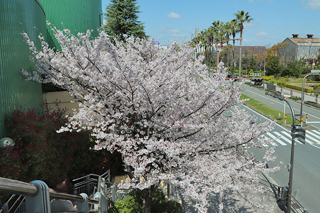 桜・ソメイヨシノ