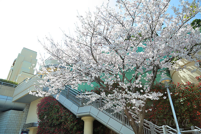 桜・ソメイヨシノ