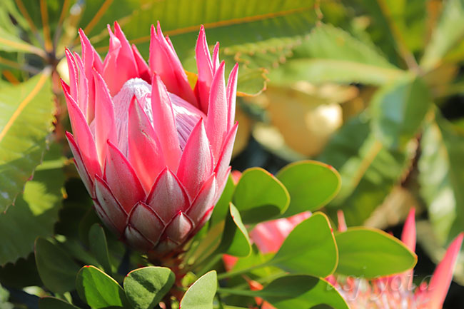 ジュラシックパークの赤い花