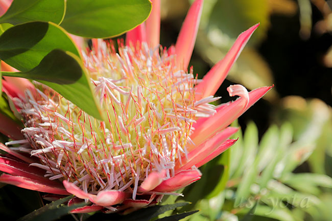 ジュラシックパークの赤い花