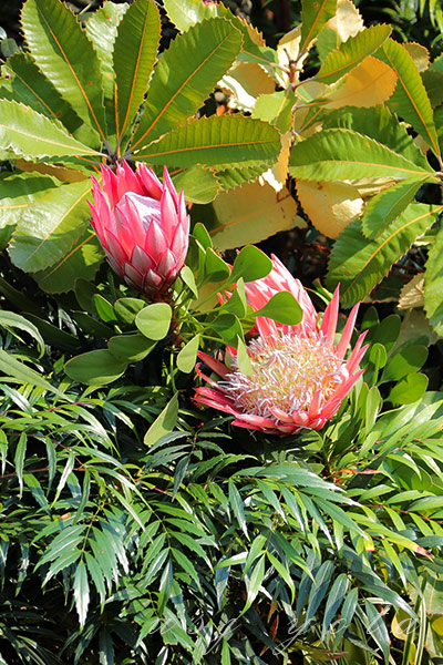 ジュラシックパークの赤い花