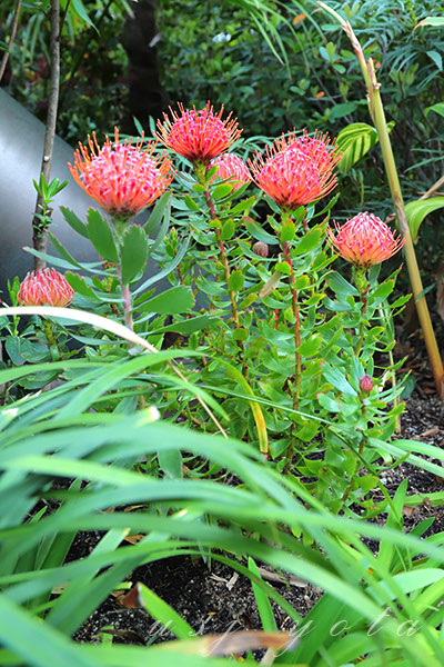 ジュラシックパークの赤い花