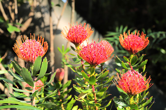 ジュラシックパークの赤い花